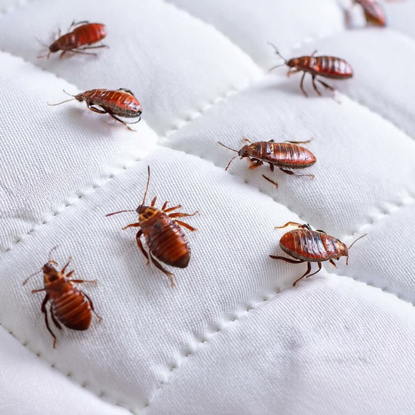 Bed Bugs removal near me