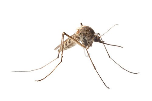 Best Mosquito control service in Dubai