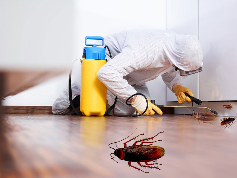 Cockroach Pest Control