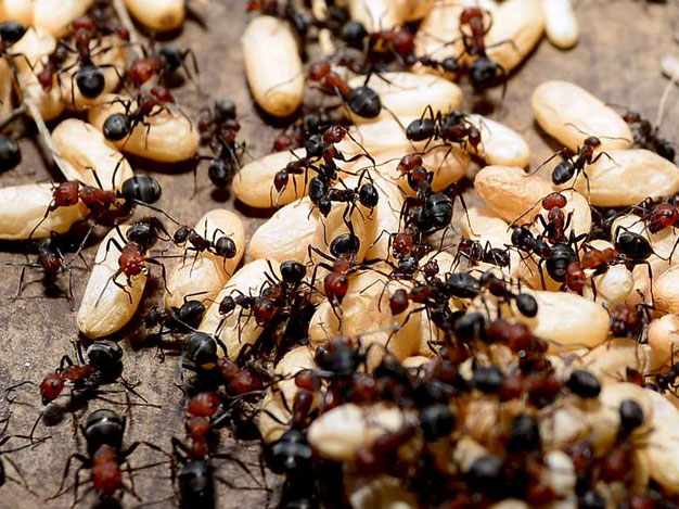 Professional ant removal service