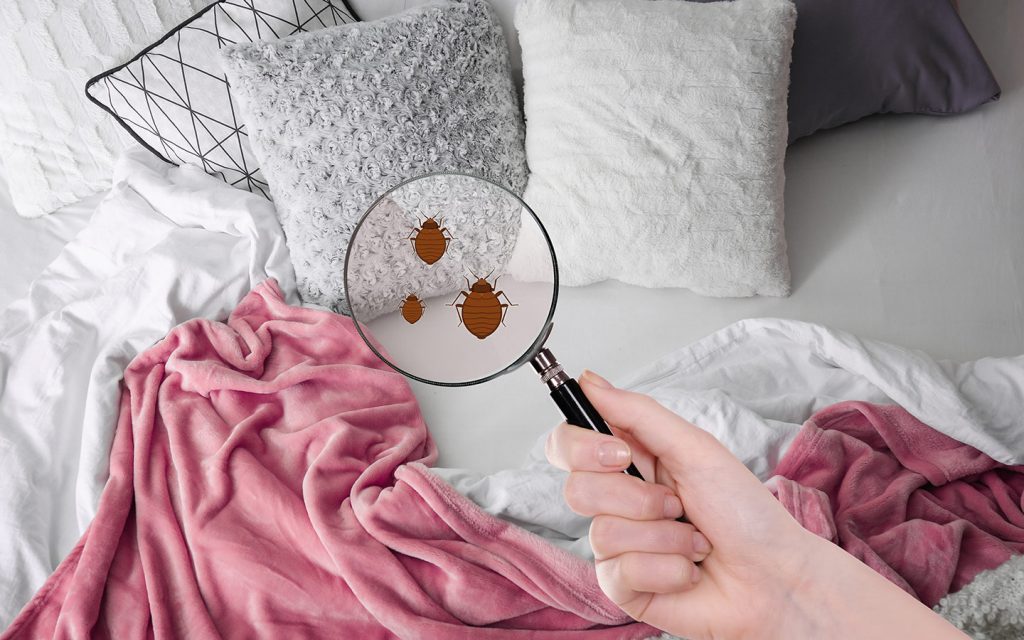 Professional bed bug removal service in Dubai