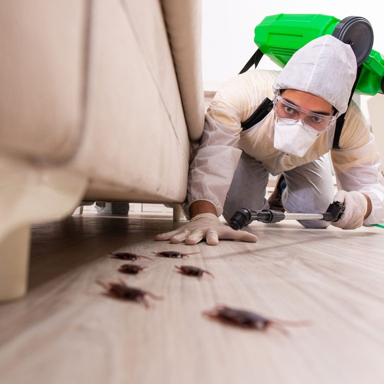 Cockroach Pest Control