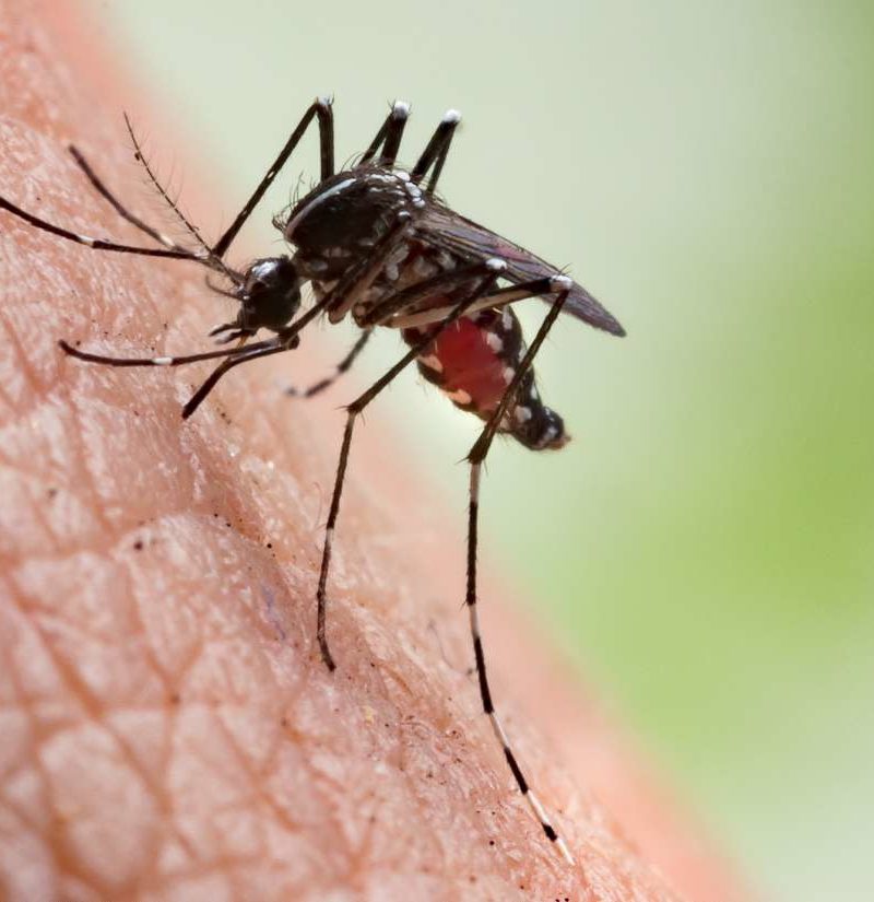 Mosquito control near me