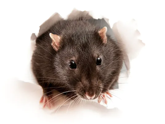 Professional rat control service in Dubai