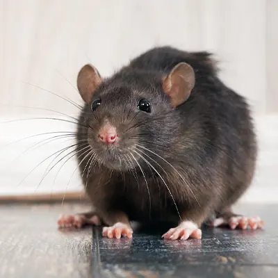 Rat control service near me