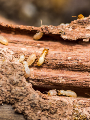 Termite control near me