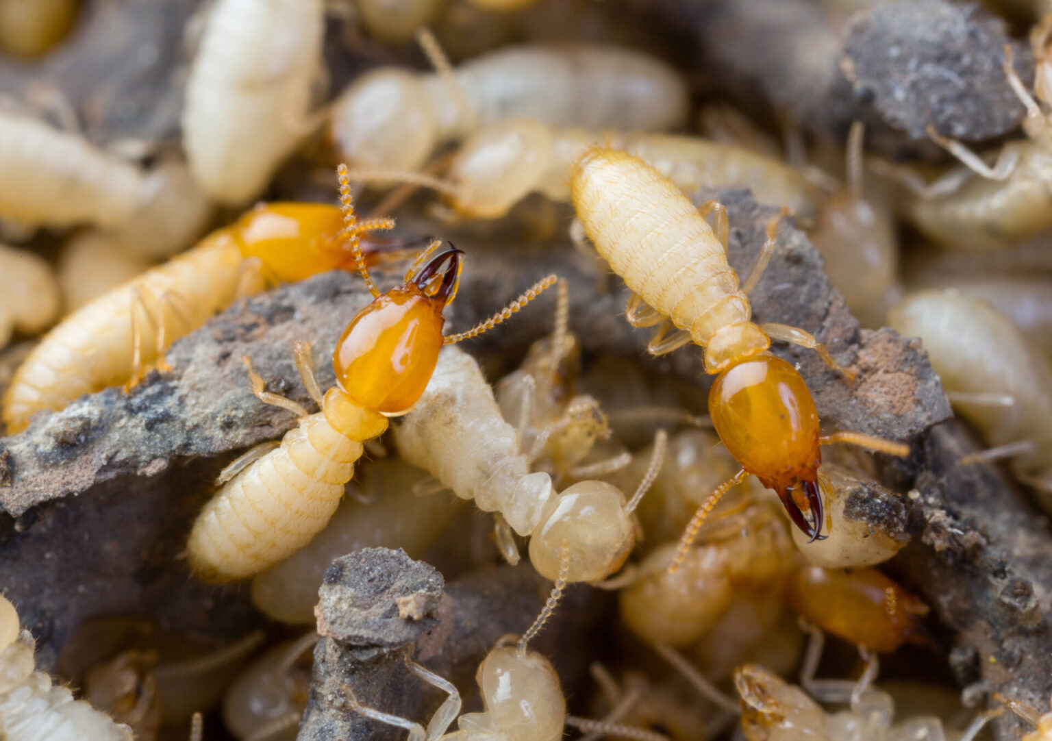 Best termite control service in Dubai