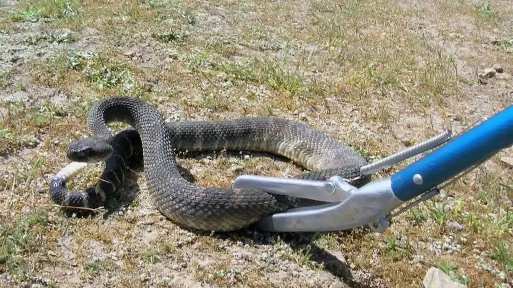 snake control